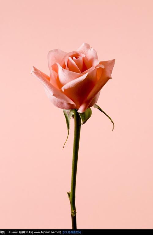 了爱的一朵玫瑰花简谱分享了爱的一朵玫瑰花简谱图片下载