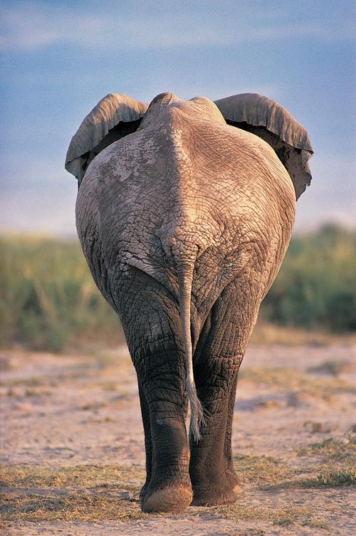 高清大象憨厚可掬背影图片大象野生动物背影