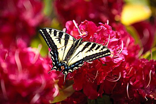 两个尾巴蝴蝶凤蝶鲜明粉色杜鹃属植物海边俄勒冈黄色花