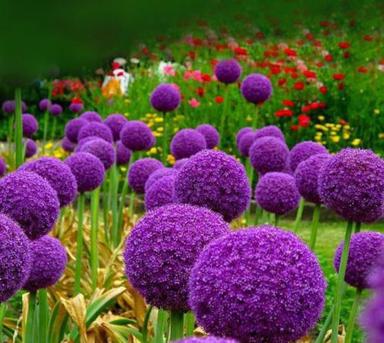 请问以下两张图片中的紫色花朵分别是什么名字