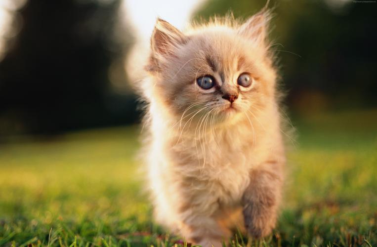 猫小猫蓝色眼睛灰色羊毛可爱动物宠物绿草性质水平1920x1080分辨率