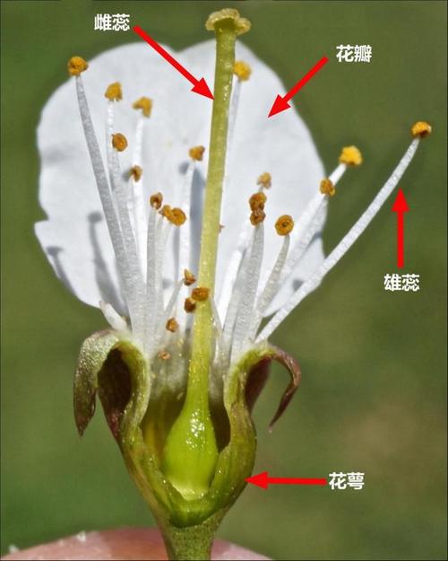分为着生在花托上的四轮从外到内依次是花萼花瓣雄蕊和雌蕊