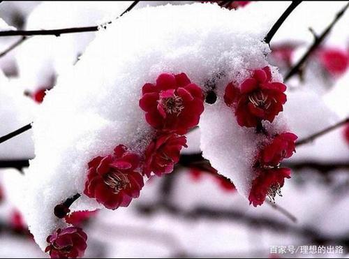 在寒风还未殆尽的冬季一簇簇梅花已经傲骨绽放