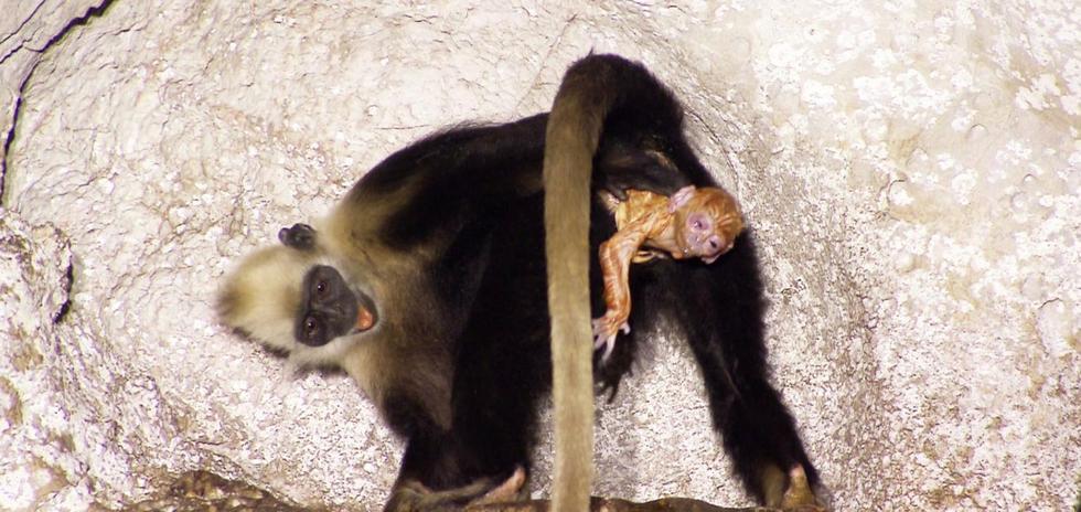 野生猴子分娩也有助产婆