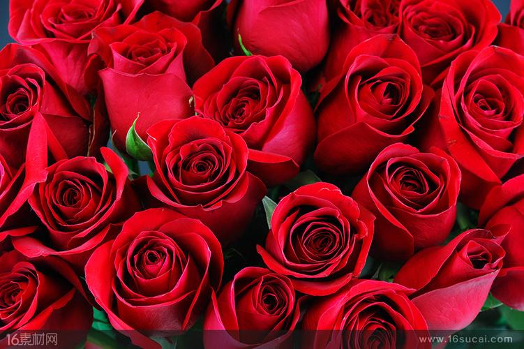 娇艳的红玫瑰植物高清图片