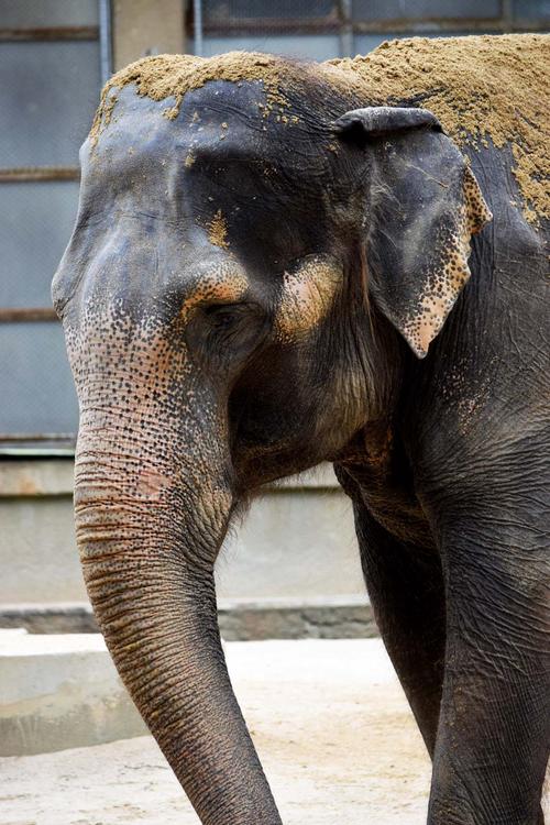 非洲大象动物高清图片