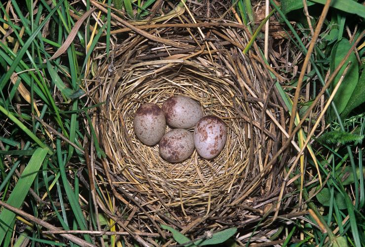 p麻雀蛋又名雀蛋为文鸟科动物麻雀的蛋麻雀蛋是麻雀的卵.