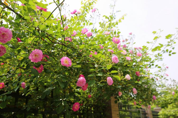 院子里的蔷薇花.