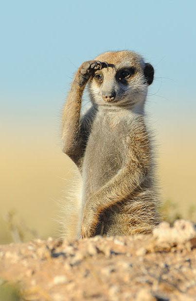 南非沙漠中的野性动物