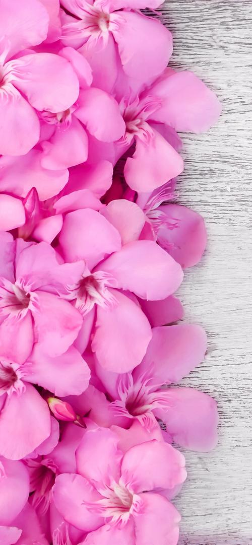 粉红色的花瓣的花朵木板