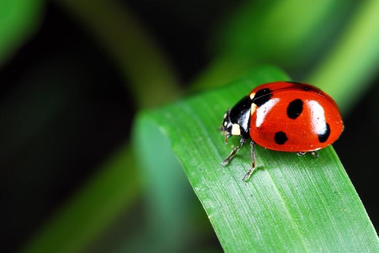 可爱的红色瓢虫图片第1张