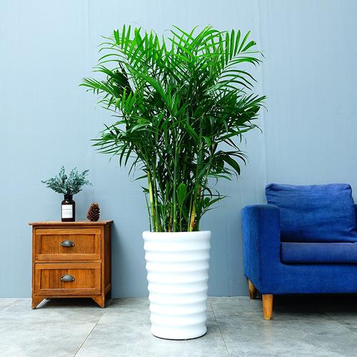 夏威夷盆栽植物竹子绿植客厅室内大型甲醛大型绿植