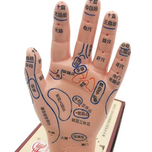 手按摩穴位p图手部反射区模型手掌人体经络穴位手心手背刻字模特