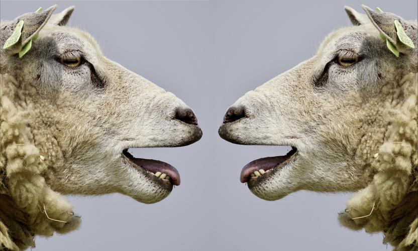 羊交流谈话有趣的搞笑6k动物图片