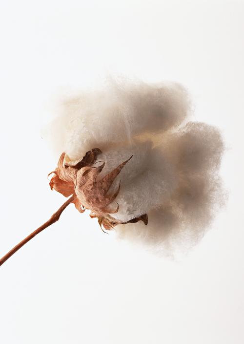 棉花图片生活用品植物棉花