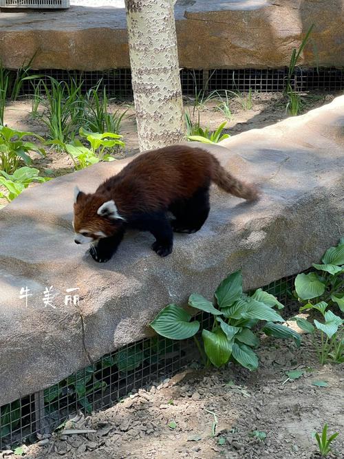 北京野生动物园之小熊猫