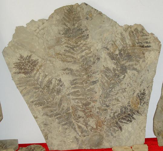 古代植物化石