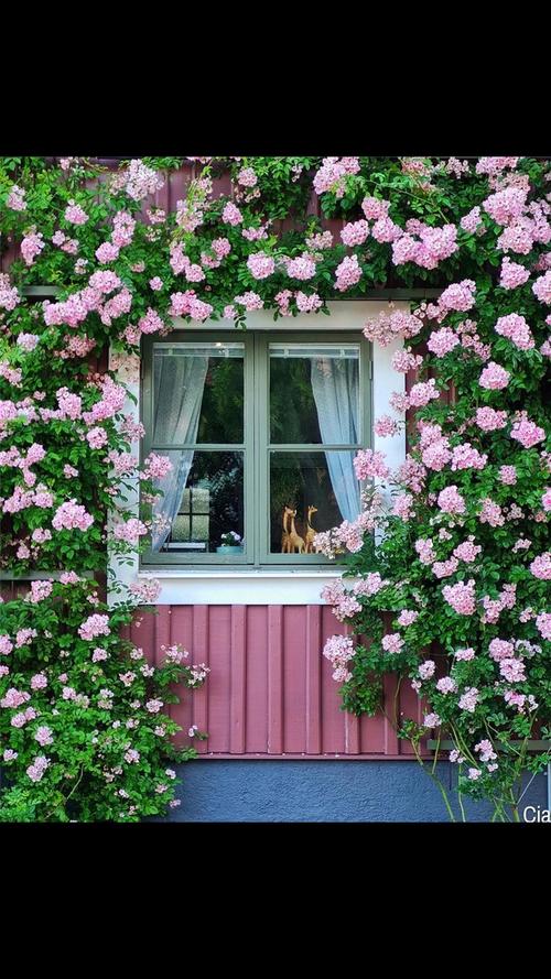 不奢求屋外还有一座花园只要有一扇开满鲜花的窗这就很美了