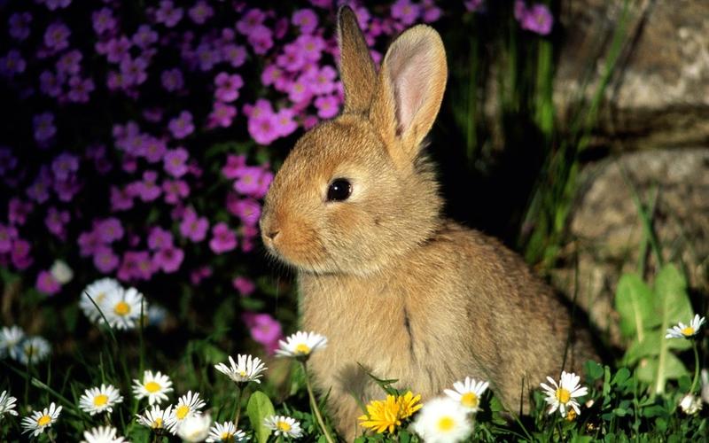可爱小兔子图片可爱小兔子图片大全