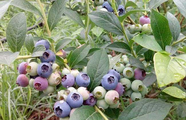 蓝莓品种图片大全