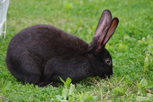 黑色的兔子