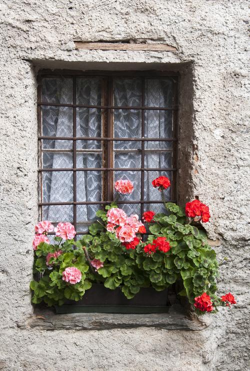 用鲜花的窗口