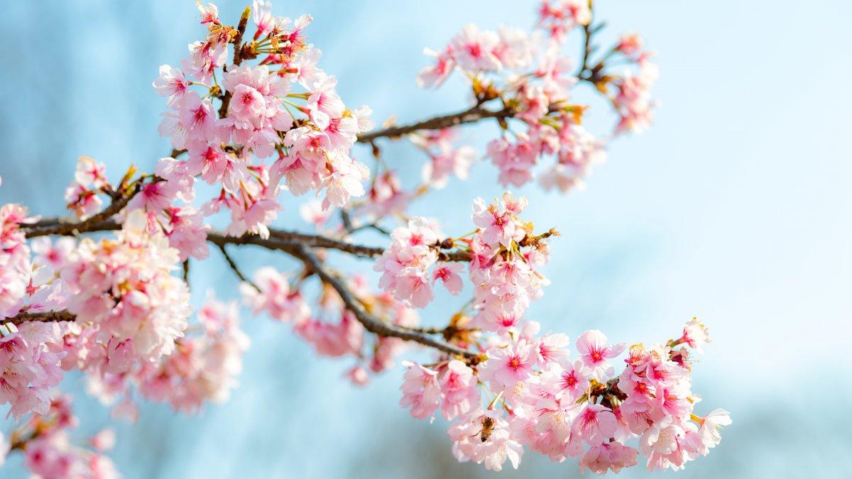 春天粉红色樱花图片图片4k高清风景图片娟娟壁纸