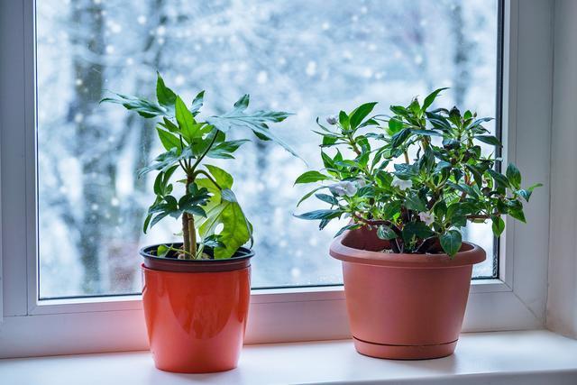 冬季种植室内植物的9个小技巧让它们健康成长