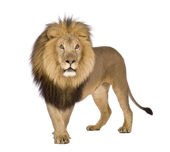 狮子野生动物动物霸气的狮子