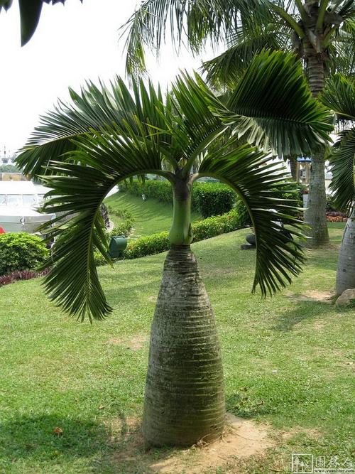 海南兴隆热带植物园