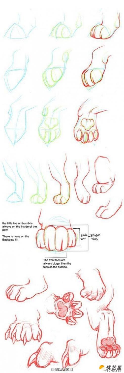 动物的脚爪子插画绘画技巧动物脚步各个角度姿势演示结构图片素材动物