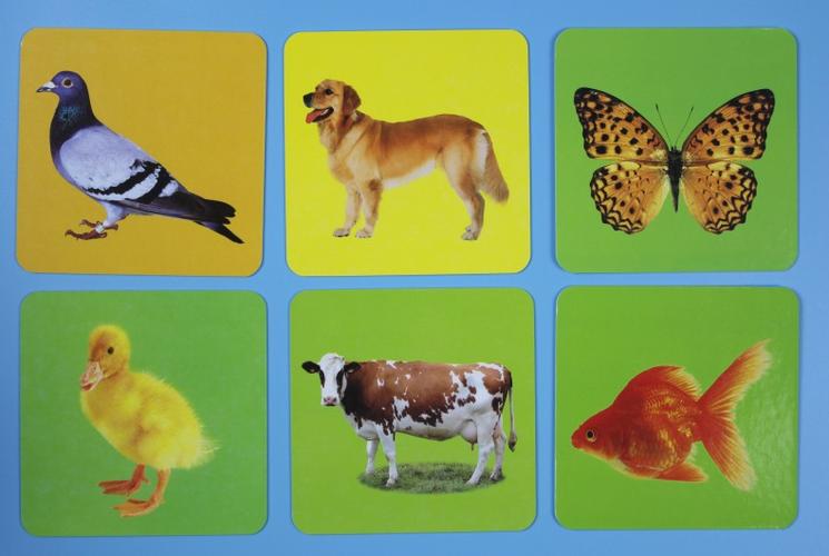 儿童认知动物世界卡片早教卡片06个月13周岁撕不烂益智玩具启蒙认知