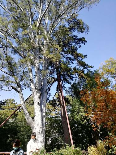 这是一颗独有的白松树有上百年历史了.