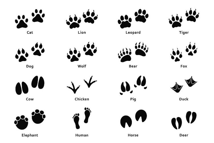 动物的脚印和爪印各不相同
