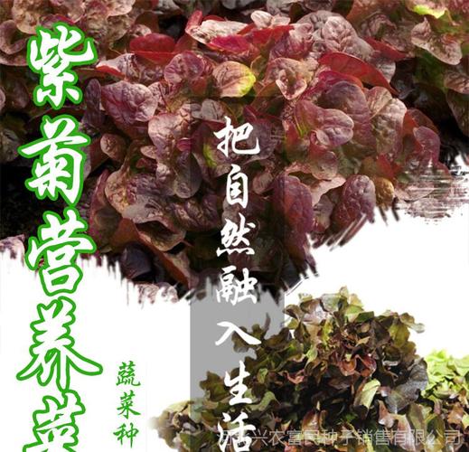 紫菊生菜种子紫生菜种子批发四季种植品感好营养丰富紫叶生菜种子