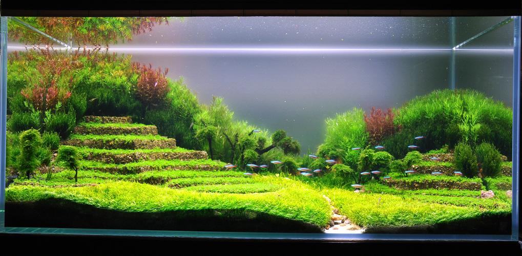 自封水族造景师的一个水草造景作品