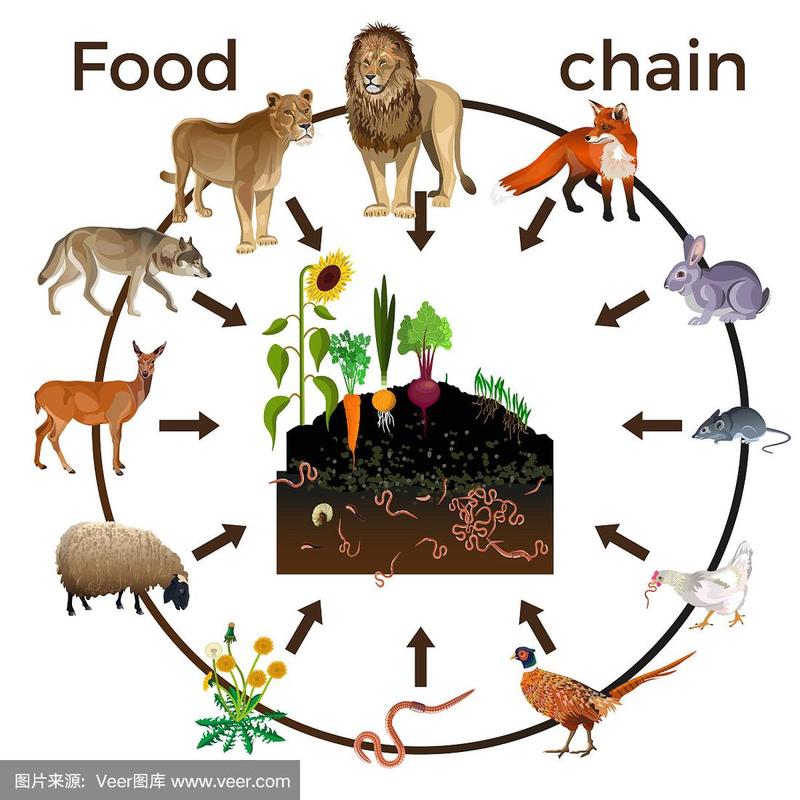 动物的食物链