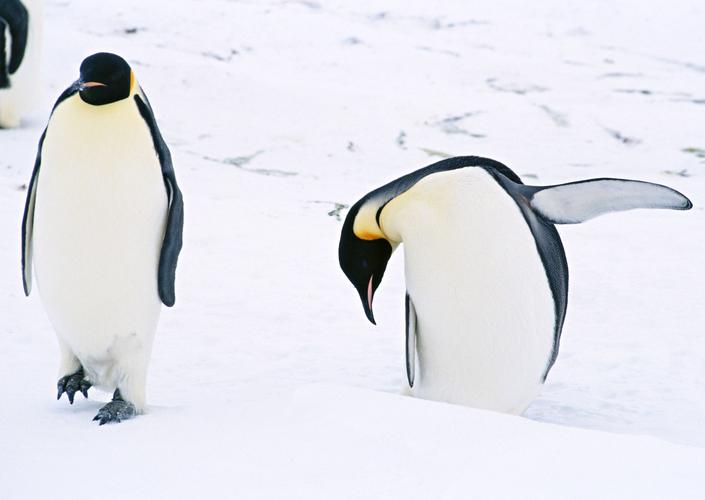可爱企鹅图片北极动物企鹅