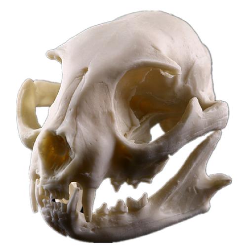 猫头骨骷颅头参考模型树脂动物骨骼骨架动物头骨模型树脂骷髅头