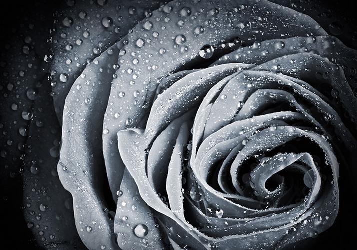 黑白玫瑰花摄影素材下载