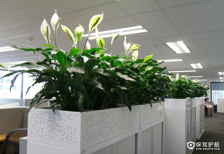 办公室植物摆放注意事项