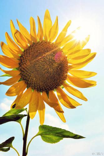 清新植物向日葵花卉素材图片欣赏