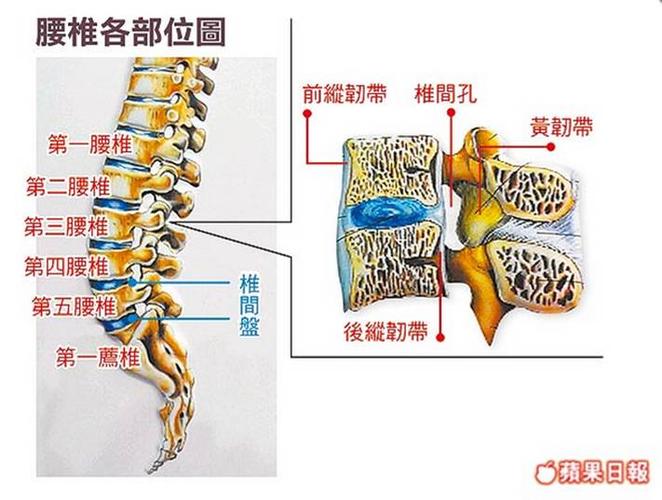 l5s1椎间盘就是第五腰椎和第一骶椎之间的椎间盘看下图繁体注解
