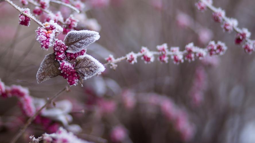 冬季挂霜唯美的植物图片壁纸