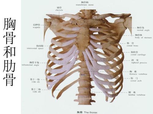 人体的骨骼和肌肉