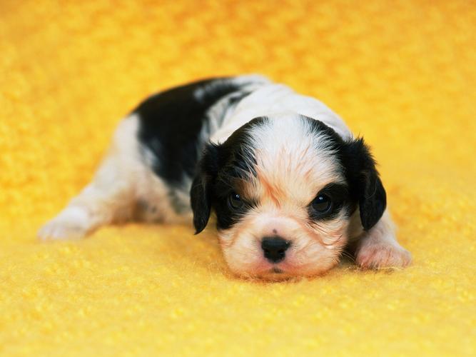 可爱美女动物可爱小狗动物电脑壁纸壁纸呆萌可爱的狗狗