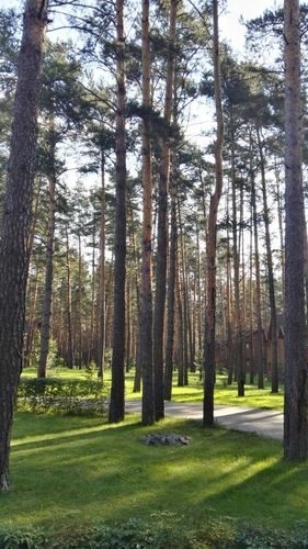 俄罗斯之旅的郊外别墅白松树林一宿难忘空气清新丛林浴光树木的