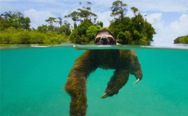洞庭湖多次出现水猴子面如猿猴重仅40斤是河狸还是水獭