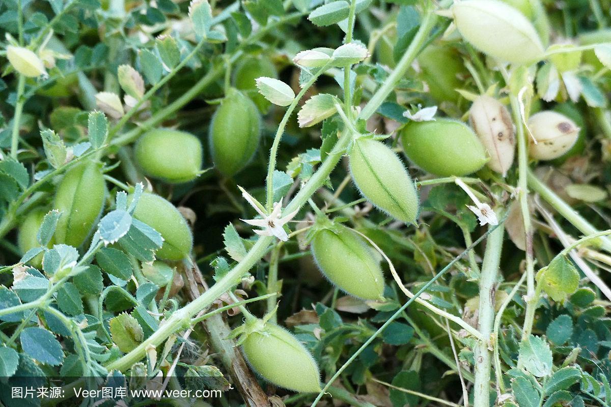 新鲜的绿鹰嘴豆鹰嘴豆植物和豆粒