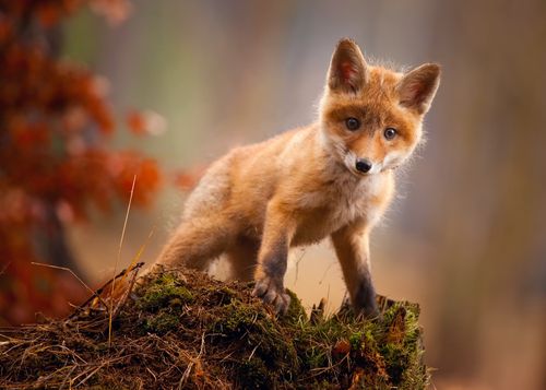 2500x1786狐狸年幼的动物可爱动物